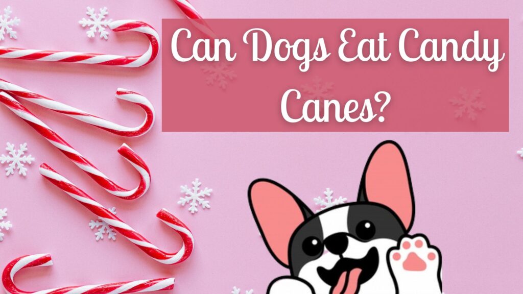 Can Dogs Eat Candy Canes