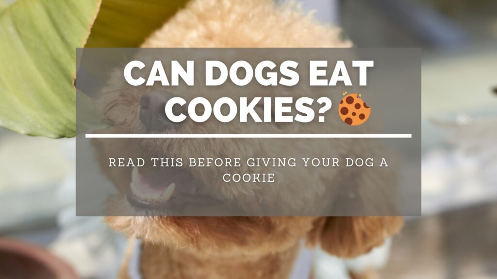 Can dogs eat cookies