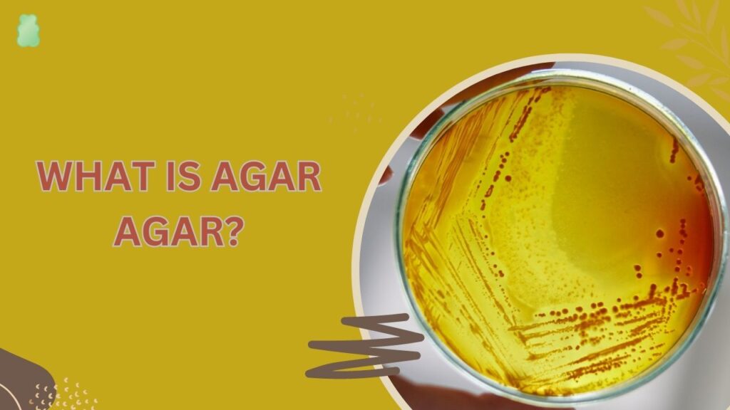 what is agar agar