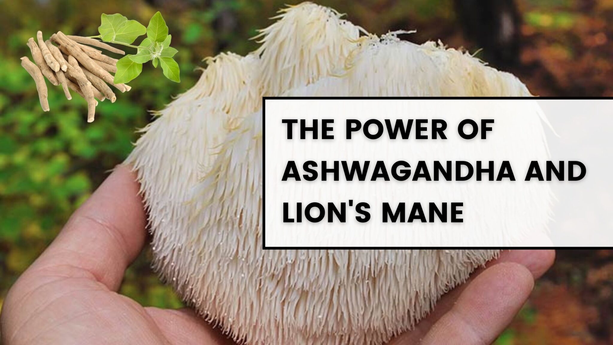 The Power of Ashwagandha and Lion’s Mane: Unlocking Their Joint Health Benefits